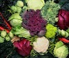 Πως φυτεύουμε κουνουπίδι, μπρόκολο και άλλα χειμωνιάτικα λαχανικά: Συμβουλές και οδηγίες για όλο τον κύκλο τους  