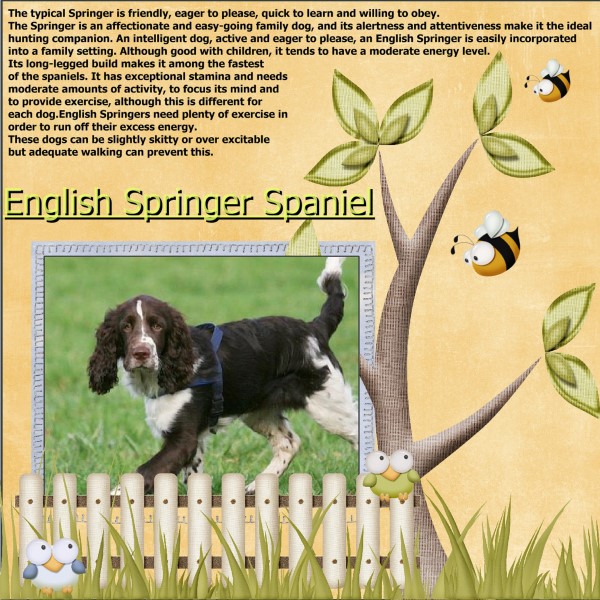 May - 2016 - English Springer Spaniel