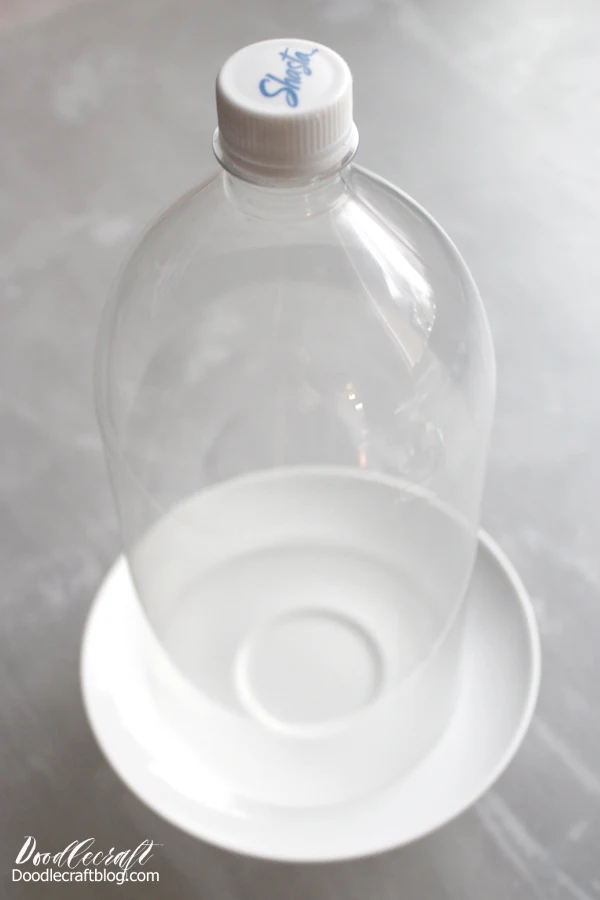 Upcycled Craft: 2-Liter Bottle Terrarium Cloche DIY