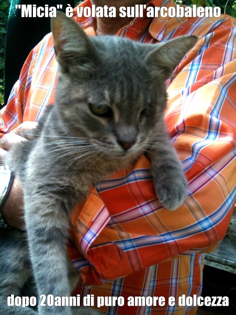 Okanimali Sono Sul Ponte Dell Arcobaleno