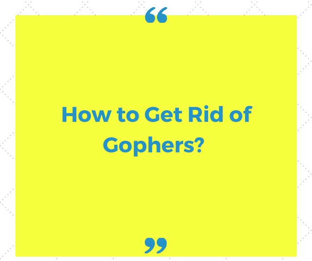 How to get rid of gophers? How to get rid of gophers?