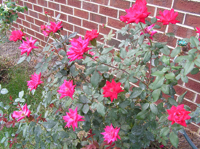 Images from our Life: Our Garden, September 2012