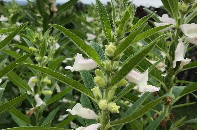 Cultivation of Sesame ( Til) ; A complete Farming Guide AgrovistaFarming