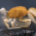 New ‘Pirate’ Ant Discovered in the Philippines