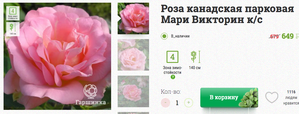 Гаршинка семена. Гаршинка интернет-магазин саженцев каталог 2022. Гаршинка каталог роз. Описание розы. Гаршинка каталог роз.