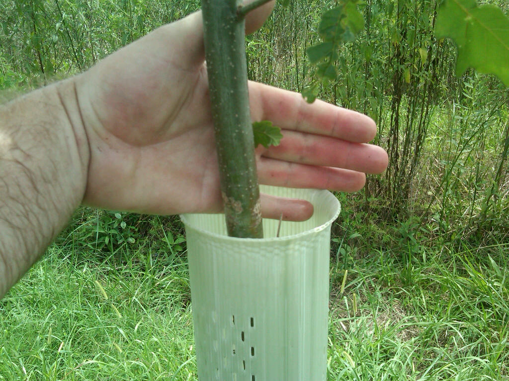 Tree Tubes And Splints Tree Tubes Forum: Tree Tube Myths: Does this look like a spindly stem ...