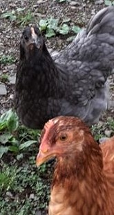 coop chicken litter keeping clean oh stink chickens secret guys going let