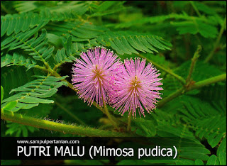 Hasil gambar untuk putri malu