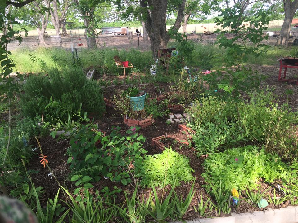 Frugalcountrymom Gardening under Pecan trees
