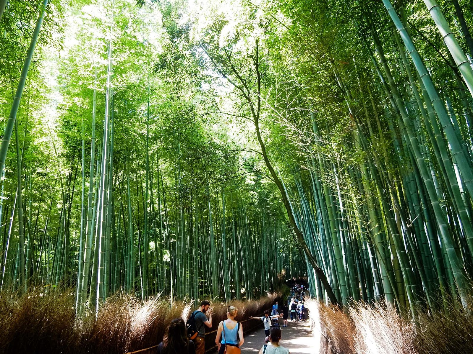 bamboo grove