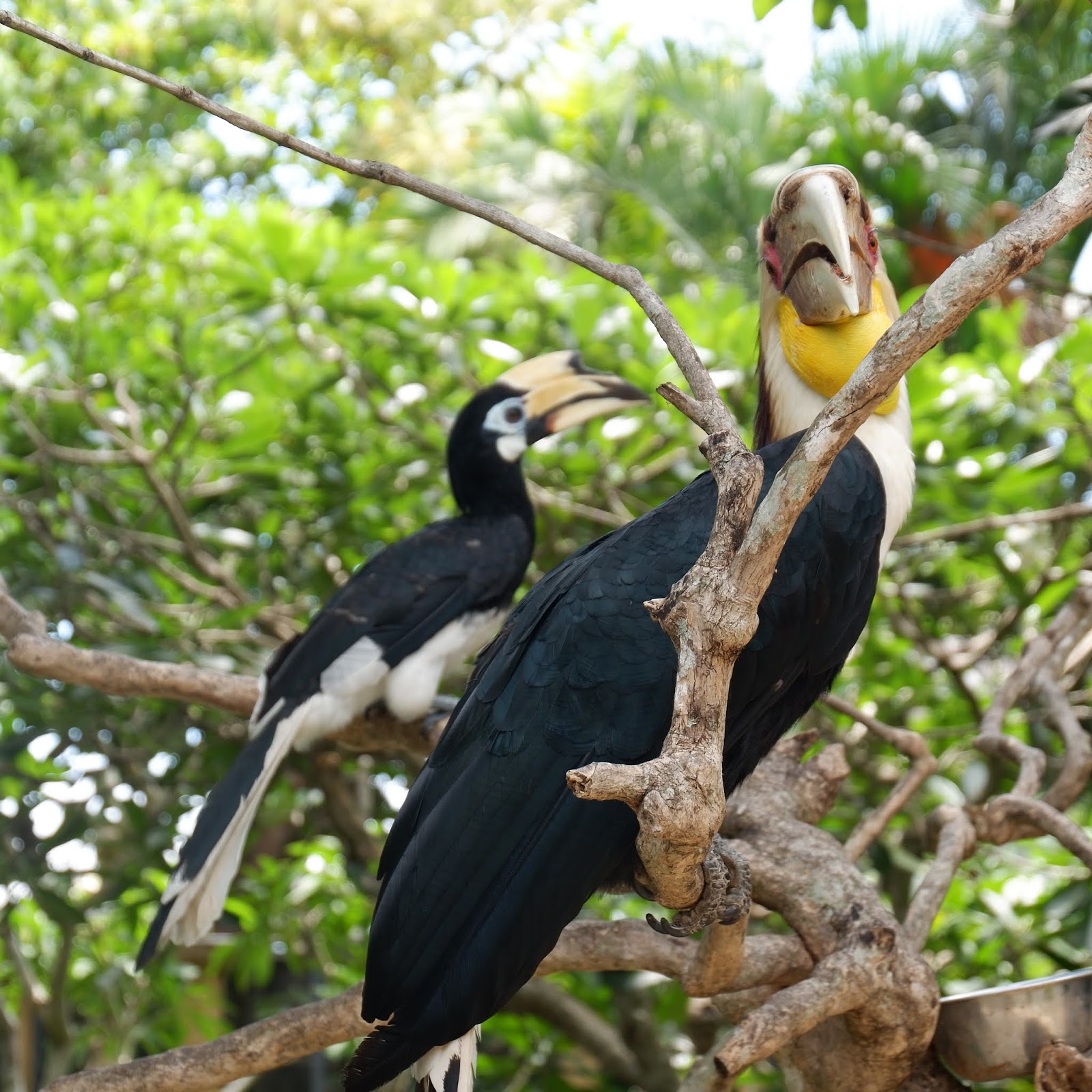 Африканский венценосный журавль. Bali bird park. Птицы бали фото и виды. Журавли бали. Восточный венценосный журавль.