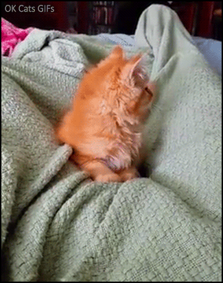 Funny Kitten GIF • Butt wiggles and Kitten attack! Ginger Kitty is flying