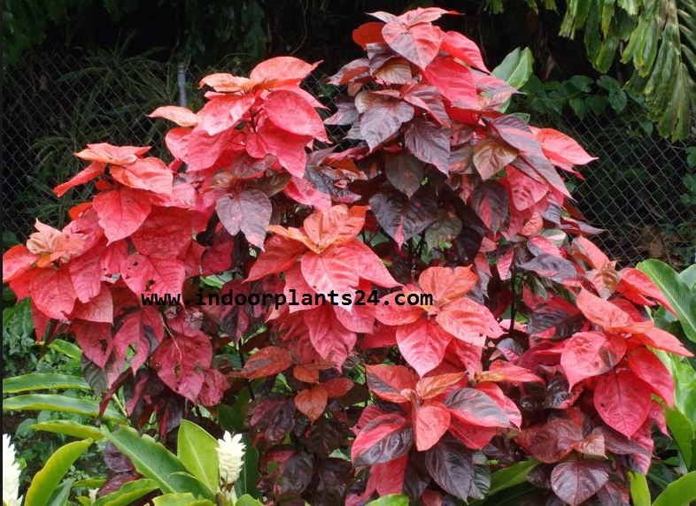 🤷INDOOR PLANT🤷Acalypha Wilkesiana Euphorbiaceae COPPER LEAF Plants Care
