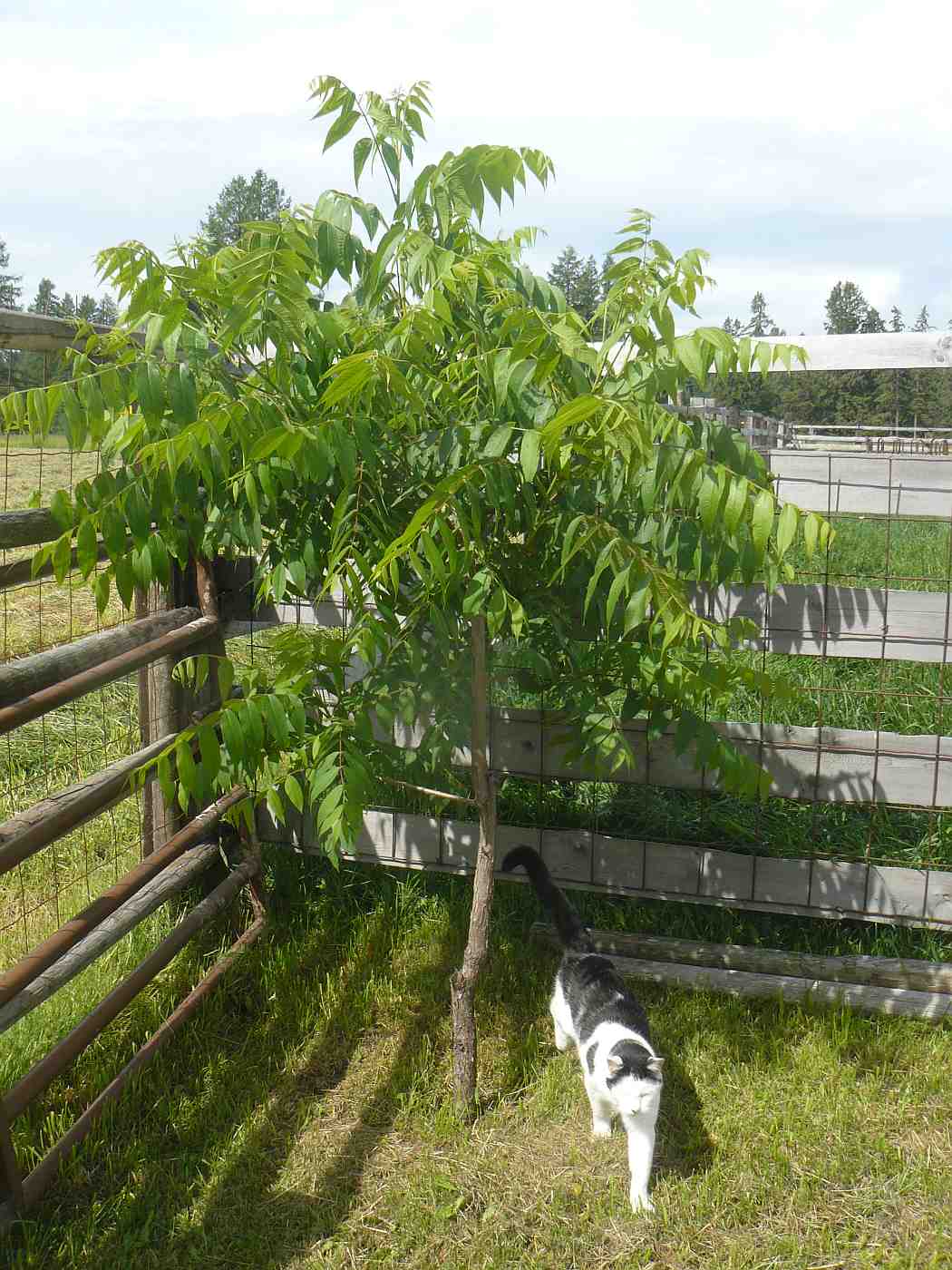 Life among the Tall Pines Walnut trees in 2020