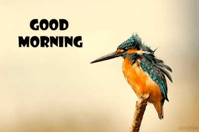 Good Morning HD Images with Birds Download - Wishes, Quotes, Greetings