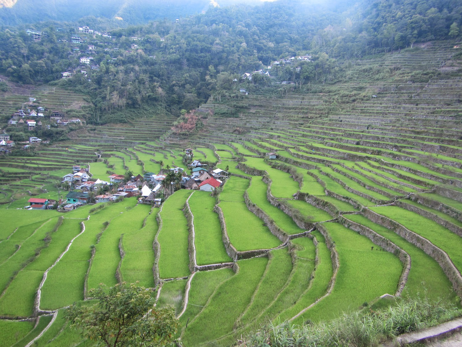LEXICAL CROWN: BATAD RICE TERRACES