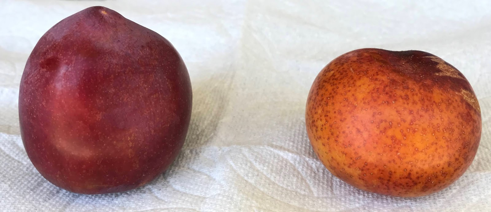 Gardening Not so common plums. Sultan, Peachplum Hybrid DPRU 377