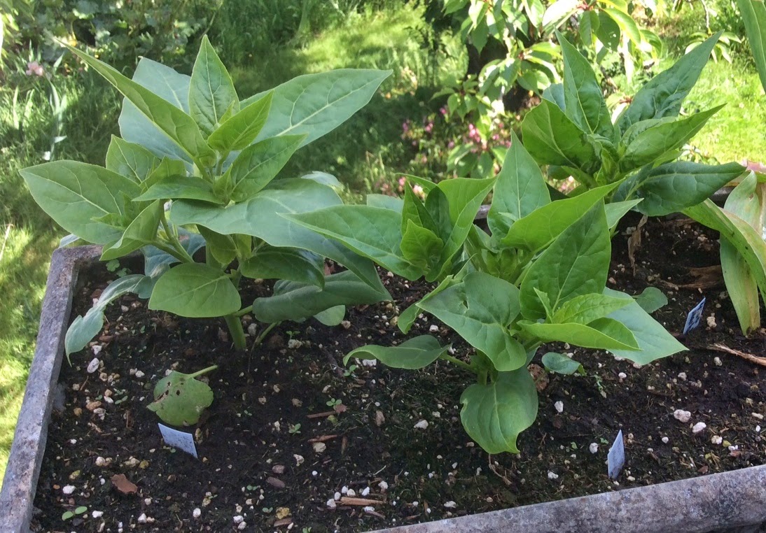 Daniel's Pacific NW Garden Four O'clocks. 5.20.14