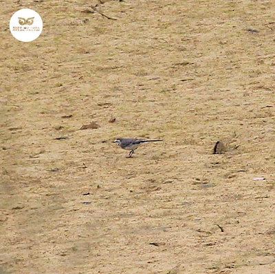 Lavandera blanca (Motacilla alba) capturando invertebrados en la zona limosa de los galachos.