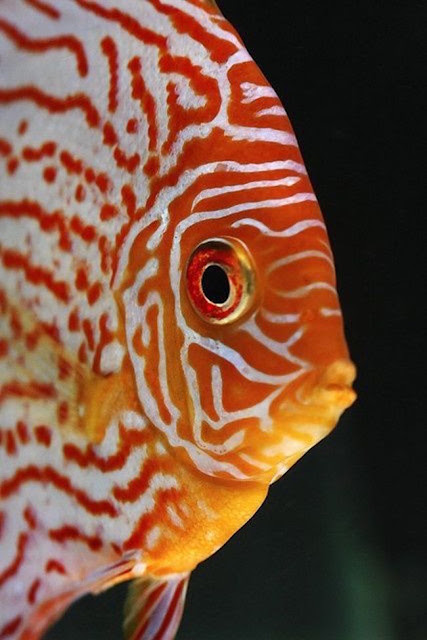 Um peixe no oceano de opções em cores e designs!