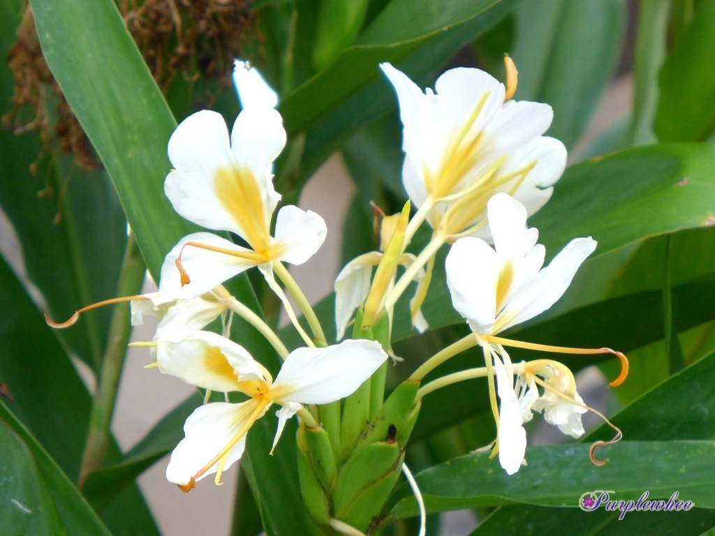 薇薇花园 黄白姜花