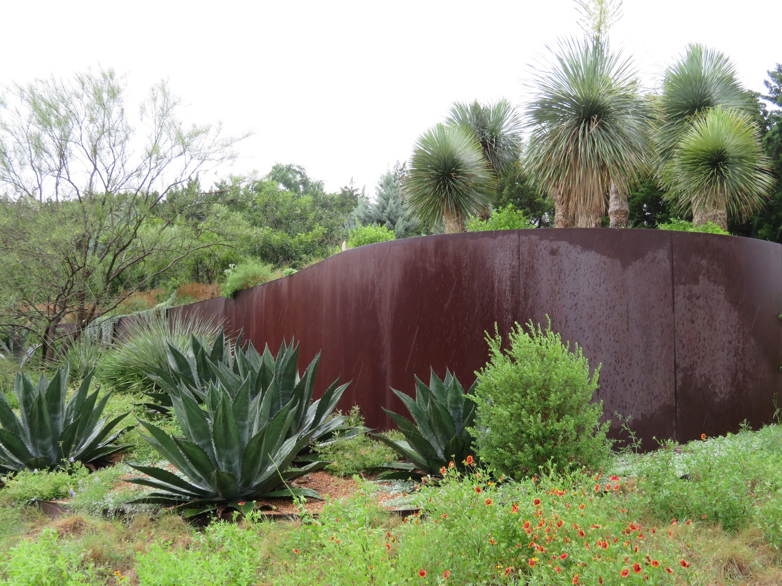 Shrubs Aren T Meant To Be Cupcakes Frisbees Or Pill Boxes