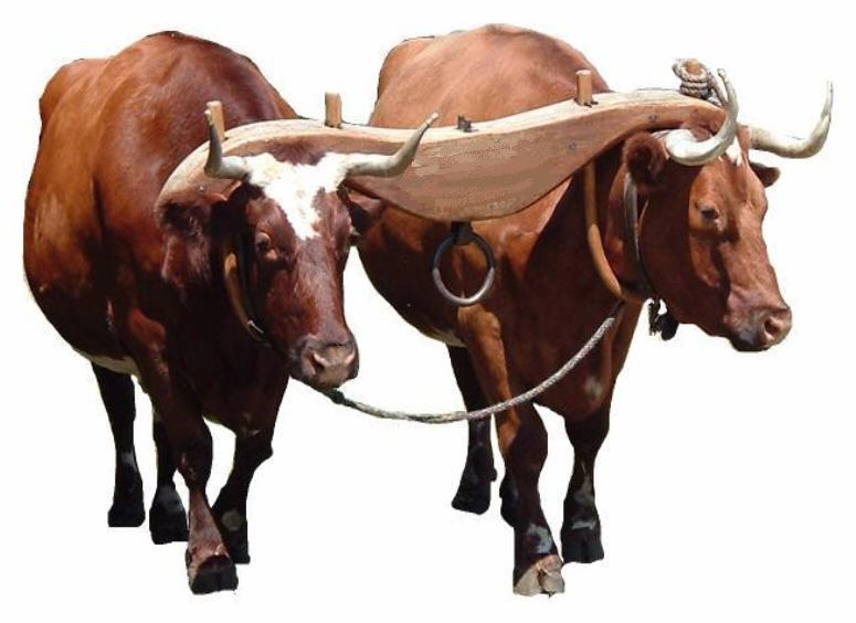 De todos los días De yugo y descanso