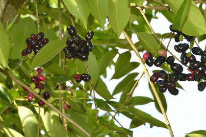 Ciri Ciri Pohon Duwet / Jamblang (Syzygium cumini) Di Alam Liar