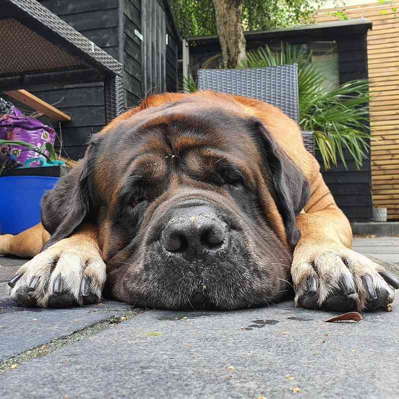 Why Do Dogs Bark In Their Sleep? Understanding Your Dog's Sleeping