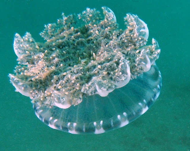 Медуза рода Cassiopea