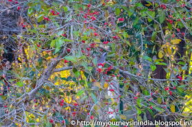 Ranganathittu Birds Indian Grey Hornbill Ranganathittu Birds Indian Grey Hornbill