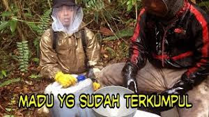 Jual Madu Asli Lebah Hutan Liar 100℅ Murni Tanpa Campuran