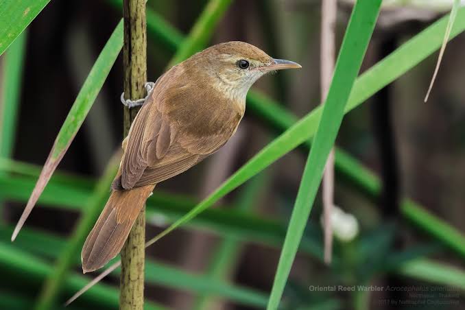 Mengenal Burung Kerakbasi Sikatan Londo Versi Lokal Pamankicau