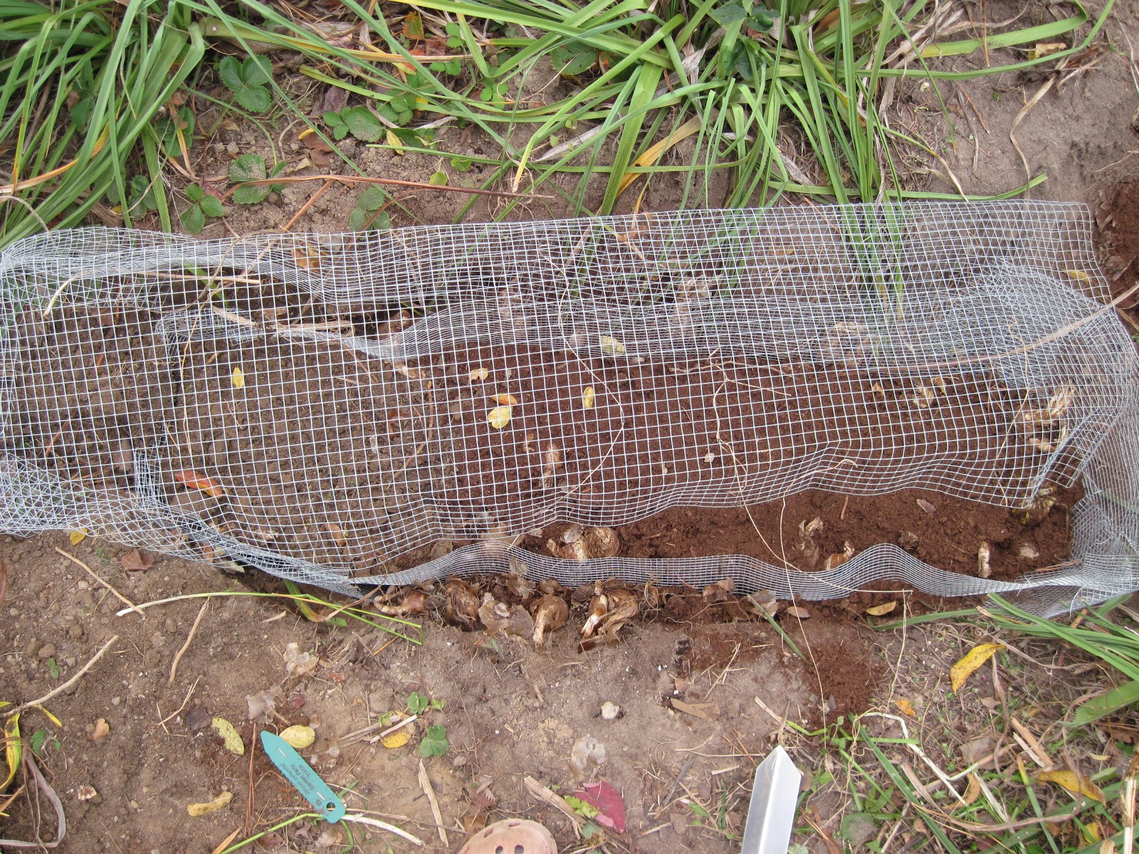 Central Virginia Organic Gardener: Vole War II