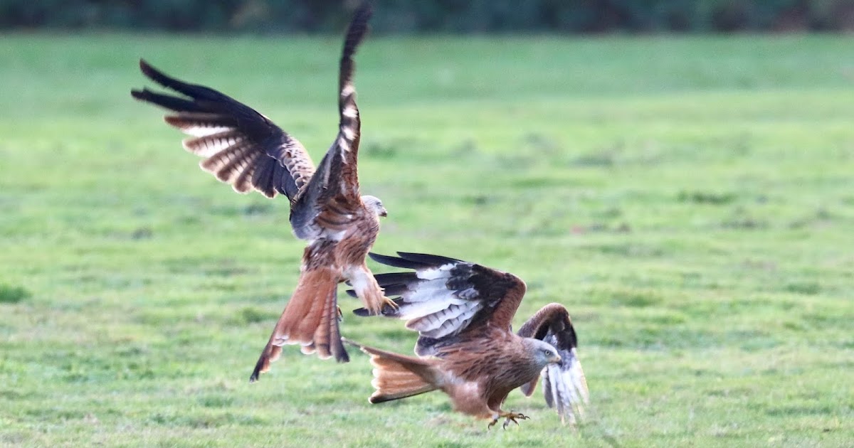 Red Kites feeding