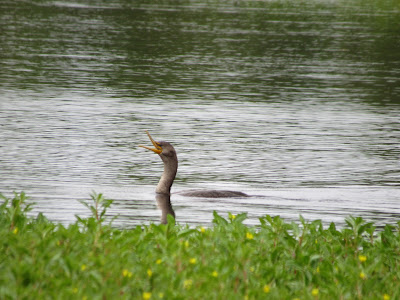 Gray Lodge Wildlife Area California birding hotspot