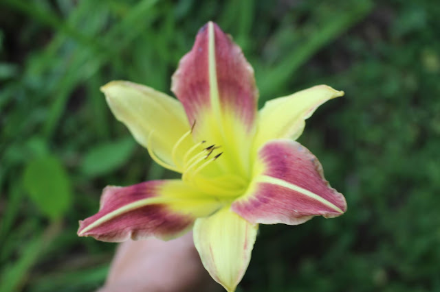 reddish form caballero single lily