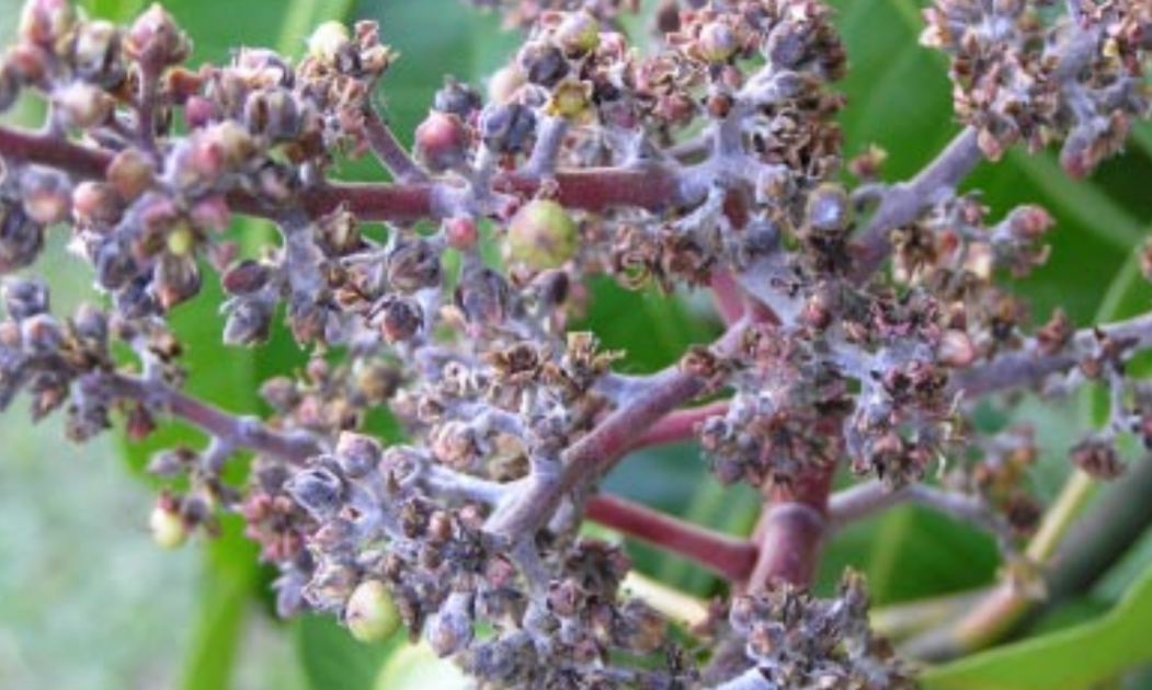 MANGO TREES Powdery mildew of mango