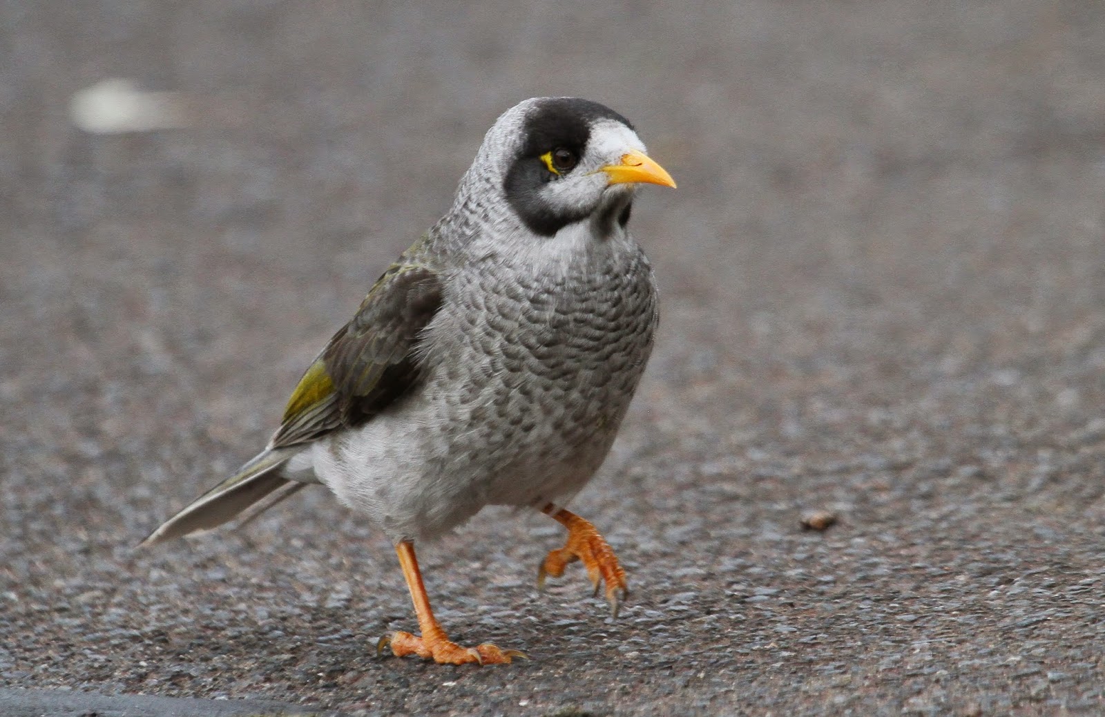 Richard Waring's Birds of Australia Variety of Victorian bird photos