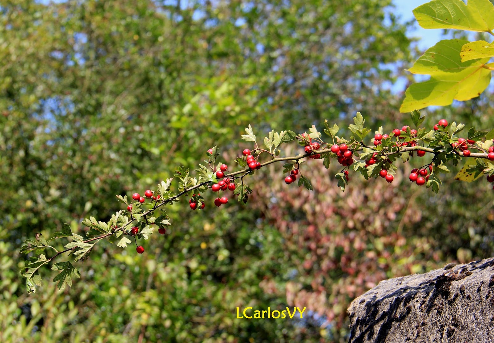 Plantas silvestres de Asturias Espino albar espinera Crataegus monogyna Plantas silvestres de Asturias Espino albar espinera Crataegus monogyna