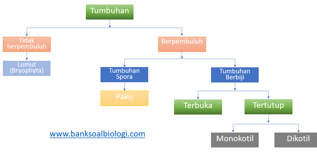 Rangkuman Materi Biologi Kelas X Kingdom Plantae Tumbuhan Lumut Paku Dan Tumbuhan Biji Bsb