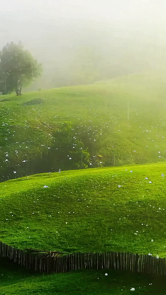 Khách đổ xô chụp ảnh ở đồng cỏ tựa hình nền Windows tại Sơn La  Báo Dân trí