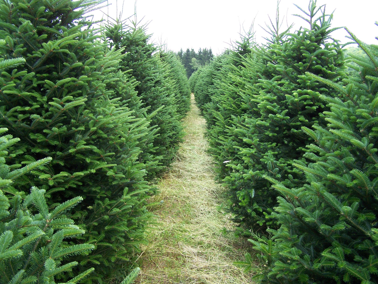 How To Plant A Christmas Tree Agriculture India Farm Department and