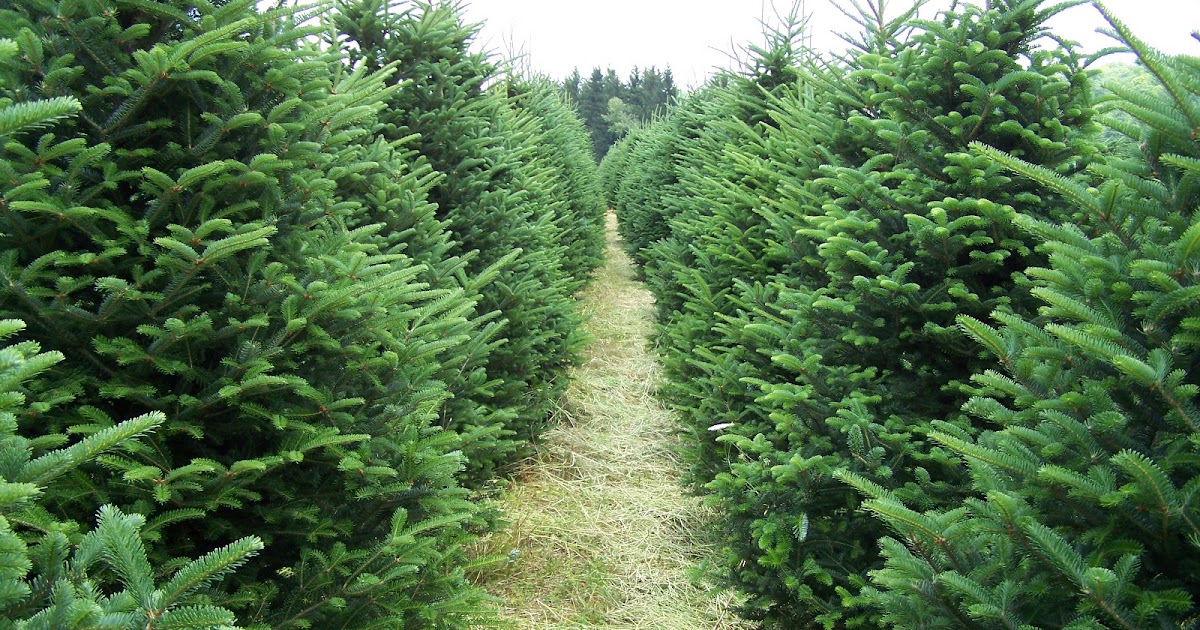 How To Plant A Christmas Tree Agriculture India Farm Department and