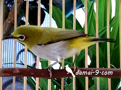 Manfaat Pleci Betina Untulan Sebagai Cas Charge Untuk Pleci