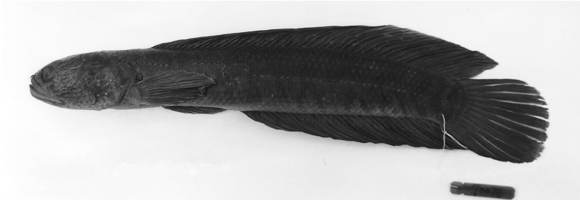 Channa nox - 50 Jenis Ikan Channa dan Harga Terbaru
