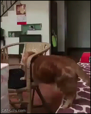 Funny Cat GIF • Fat and clumsy ginger cat stuck in armchair. “HALP! Human, I request your assistance.” Funny Cat GIF • Fat and clumsy ginger cat stuck in armchair. “HALP! Human, I request your assistance.”