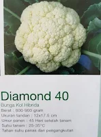 benih bunga kol, diamond 40, known you seed, bunga kol diamond 40