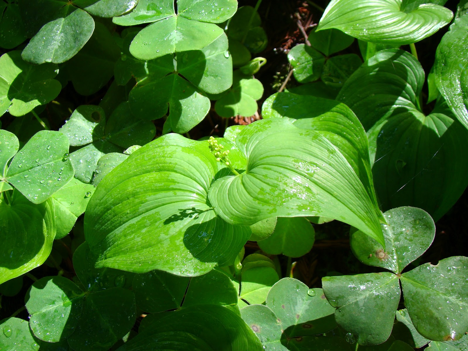 Leaves of Plants False LilyoftheValley