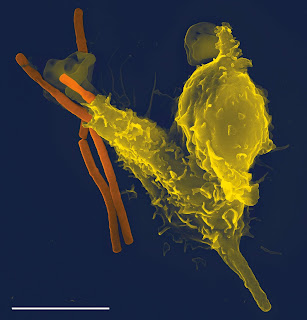 Şarbon basilini fagosite eden bir nötrofil